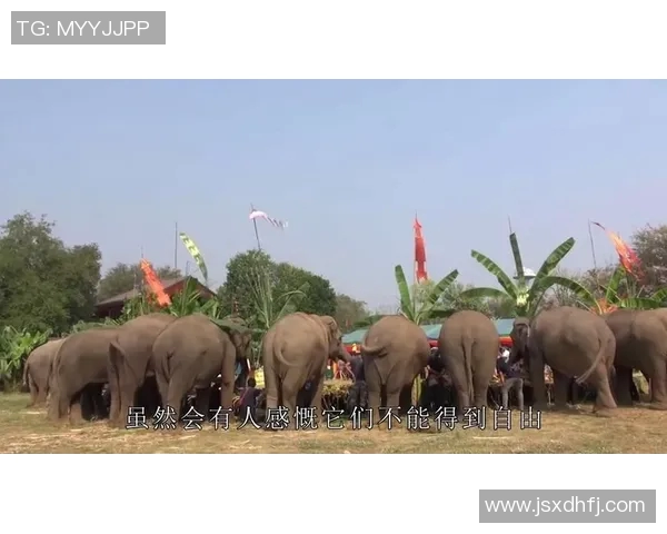 国王对决中国精彩视频直播全程回放与赛后分析尽在这里